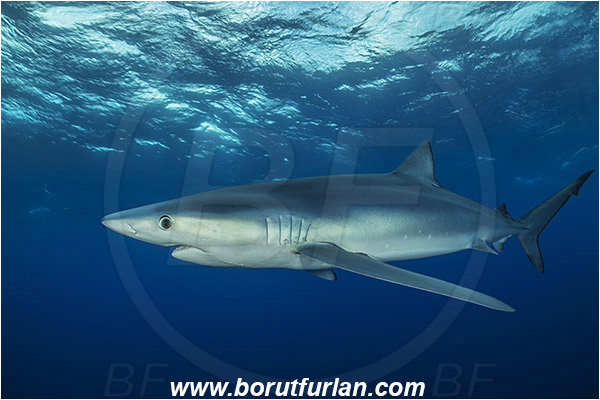 Azores, Portugal, Atlantic ocean, Prionace glauca, Prionace, Carcharhinidae, Elasmobranchii, Blue shark, Shark, Fish