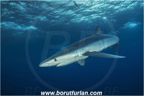 Azores, Portugal, Atlantic ocean, Prionace glauca, Prionace, Carcharhinidae, Elasmobranchii, Blue shark, Shark, Fish