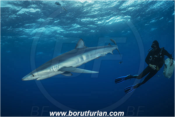 Azores, Portugal, Atlantic ocean, Prionace glauca, Prionace, Carcharhinidae, Elasmobranchii, Blue shark, Shark, Fish, Diver