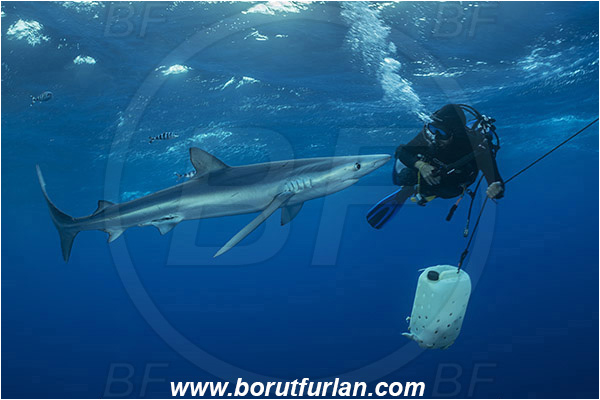Azores, Portugal, Atlantic ocean, Prionace glauca, Prionace, Carcharhinidae, Elasmobranchii, Blue shark, Shark, Fish, Diver