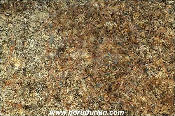 Ilha do Faial, Azores, Portugal, Atlantic ocean, Plesionika narval, Plesionika, Pandalidae, Decapoda, Narwal shrimp, Shrimp, Crustacea, Crustacean, School of shrimps