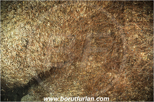 Ilha do Faial, Azores, Portugal, Atlantic ocean, Plesionika narval, Plesionika, Pandalidae, Decapoda, Narwal shrimp, Shrimp, Crustacea, Crustacean, School of shrimps