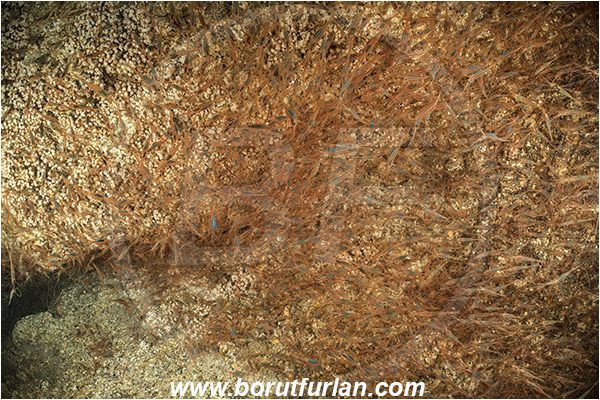 Ilha do Faial, Azores, Portugal, Atlantic ocean, Plesionika narval, Plesionika, Pandalidae, Decapoda, Narwal shrimp, Shrimp, Crustacea, Crustacean, School of shrimps