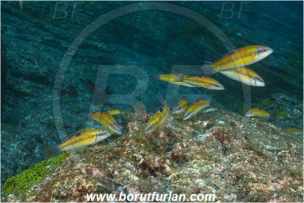 Ilha do Faial, Azores, Portugal, Atlantic ocean, Thalasoma pavo, Thalasoma, Labridae, Ornate wrasse, Female, Wrasse, Fish, Fish school, Feeding, Reef