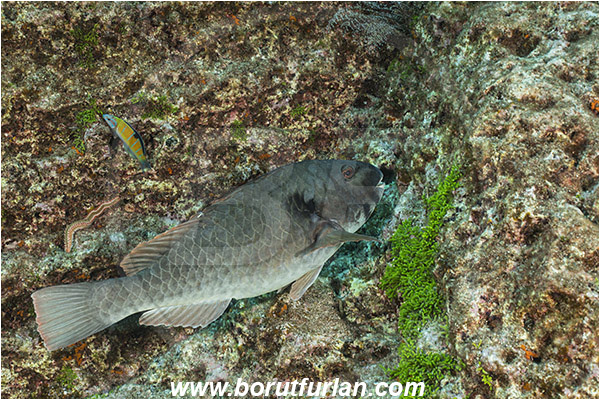 Ilha do Faial, Azores, Portugal, Atlantic ocean, Sparisoma cretense, Sparisoma, Scaridae, Mediterranean parrotfish, Parrotfish, Wrasse, Fish, Male