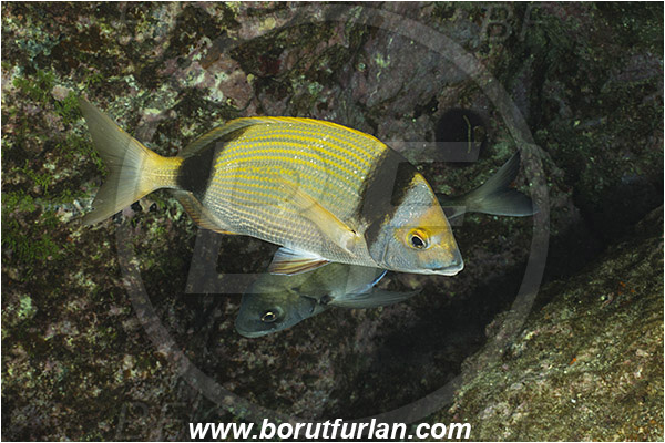 Ilha do Faial, Azores, Portugal, Atlantic ocean, Diplodus vulgaris, Diplodus, Sparidae, Common two-banded seabream, Seabream, Fish