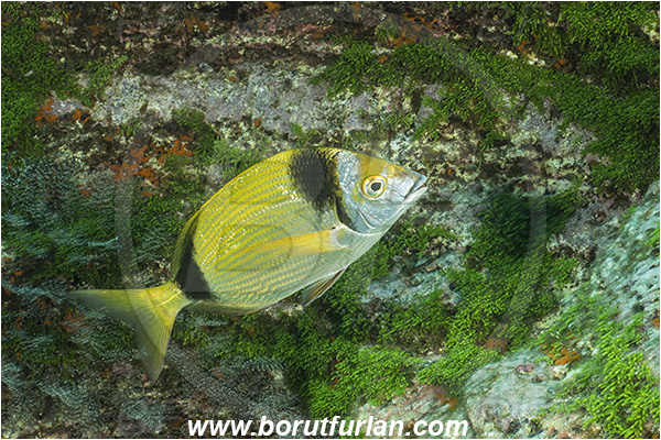 Ilha do Faial, Azores, Portugal, Atlantic ocean, Diplodus vulgaris, Diplodus, Sparidae, Common two-banded seabream, Seabream, Fish