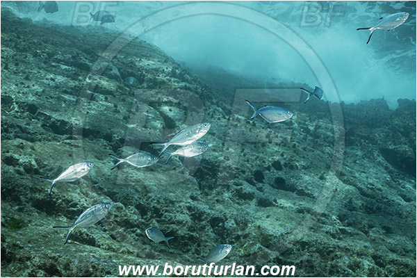 Ilha do Faial, Azores, Portugal, Atlantic ocean, Trachinotus ovatus, Trachinotus, Carangidae, Derbio, Short Dorsal Fin Pompano, Pompano, Fish, Reef, Fish school