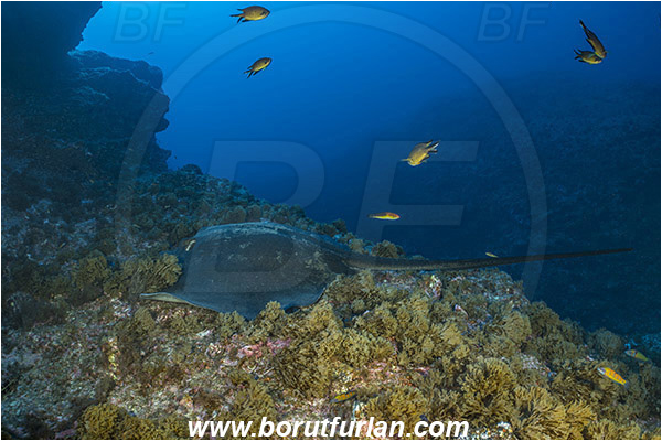 Princess Alice, Azores, Portugal, Atlantic ocean, Taeniura grabata, Taeniura, Dasyatidae, Elasmobranchii, Round fantail stingray, Stingray, Fish, Reef