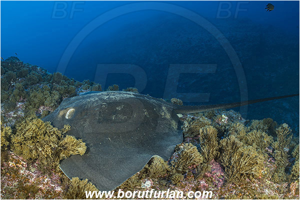 Princess Alice, Azores, Portugal, Atlantic ocean, Taeniura grabata, Taeniura, Dasyatidae, Elasmobranchii, Round fantail stingray, Stingray, Fish, Reef