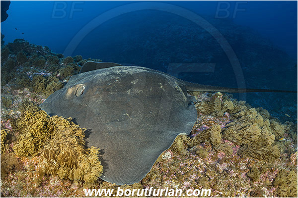 Princess Alice, Azores, Portugal, Atlantic ocean, Taeniura grabata, Taeniura, Dasyatidae, Elasmobranchii, Round fantail stingray, Stingray, Fish, Reef