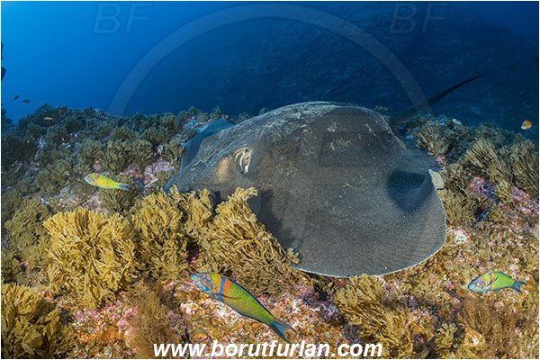 Princess Alice, Azores, Portugal, Atlantic ocean, Taeniura grabata, Taeniura, Dasyatidae, Elasmobranchii, Round fantail stingray, Stingray, Fish, Reef