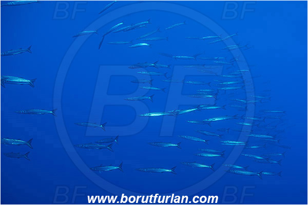 Princess Alice, Azores, Portugal, Atlantic ocean, Sphyraena sphyraena, Sphyraena, Sphyraenidae, European barracuda, Barracuda, Fish, Fish school