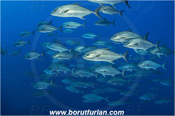 Princess Alice, Azores, Portugal, Atlantic ocean, Seriola dumerili, Seriola, Carangidae, Greater amberjack, Jack, Trevally, Fish, Fish school