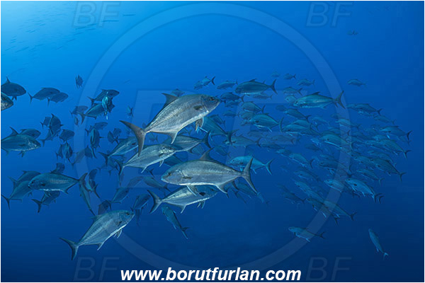 Princess Alice, Azores, Portugal, Atlantic ocean, Seriola dumerili, Seriola, Carangidae, Greater amberjack, Jack, Trevally, Fish, Fish school