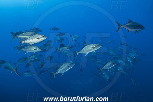 Princess Alice, Azores, Portugal, Atlantic ocean, Seriola dumerili, Seriola, Carangidae, Greater amberjack, Jack, Trevally, Fish, Fish school