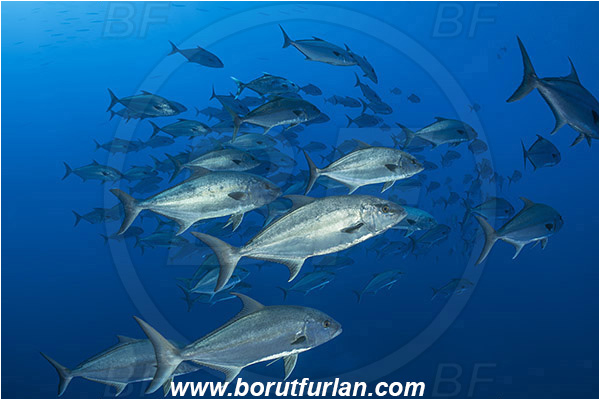 Princess Alice, Azores, Portugal, Atlantic ocean, Seriola dumerili, Seriola, Carangidae, Greater amberjack, Jack, Trevally, Fish, Fish school