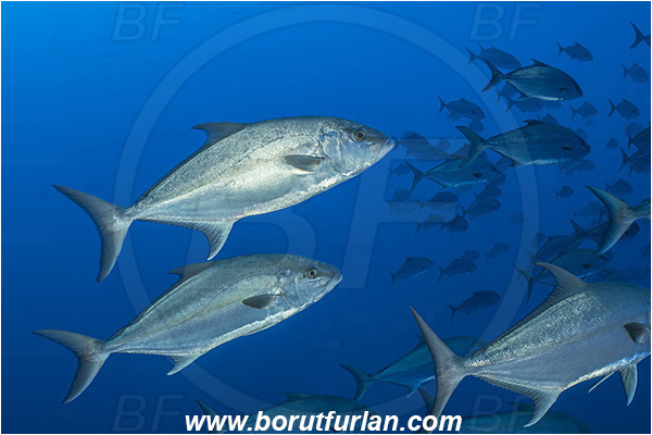 Princess Alice, Azores, Portugal, Atlantic ocean, Seriola dumerili, Seriola, Carangidae, Greater amberjack, Jack, Trevally, Fish, Fish school