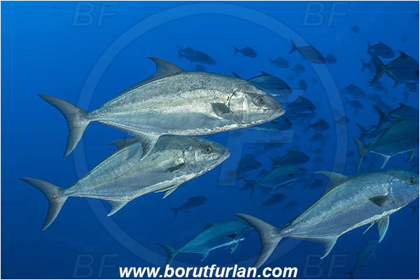 Princess Alice, Azores, Portugal, Atlantic ocean, Seriola dumerili, Seriola, Carangidae, Greater amberjack, Jack, Trevally, Fish, Fish school