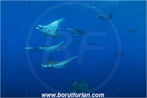 Princess Alice, Azores, Portugal, Atlantic ocean, Mobula tarapacana, Mobula, Myliobatidae, Elasmobranchii, Sicklefin devil fish, Chilean devil ray, Devil ray, Fish, Fish school