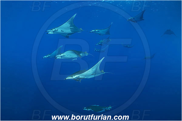 Princess Alice, Azores, Portugal, Atlantic ocean, Mobula tarapacana, Mobula, Myliobatidae, Elasmobranchii, Sicklefin devil fish, Chilean devil ray, Devil ray, Fish, Fish school