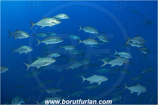 Princess Alice, Azores, Portugal, Atlantic ocean, Seriola dumerili, Seriola, Carangidae, Greater amberjack, Jack, Trevally, Fish, Fish school