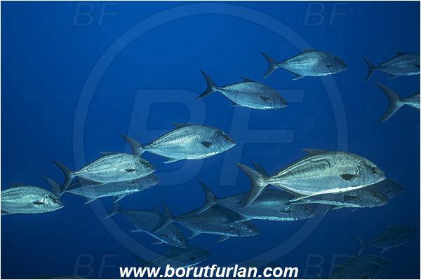 Princess Alice, Azores, Portugal, Atlantic ocean, Seriola dumerili, Seriola, Carangidae, Greater amberjack, Jack, Trevally, Fish, Fish school