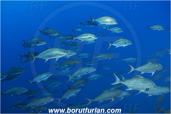 Princess Alice, Azores, Portugal, Atlantic ocean, Seriola dumerili, Seriola, Carangidae, Greater amberjack, Jack, Trevally, Fish, Fish school