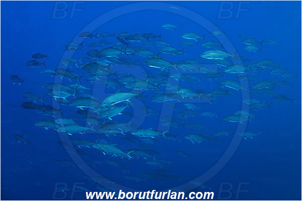 Princess Alice, Azores, Portugal, Atlantic ocean, Seriola dumerili, Seriola, Carangidae, Greater amberjack, Jack, Trevally, Fish, Fish school