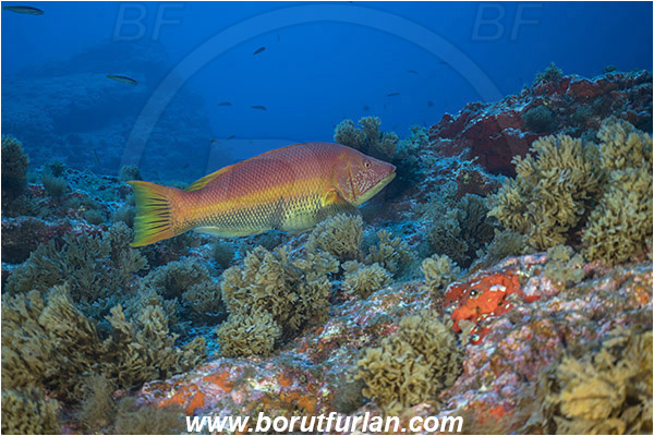 Princess Alice, Azores, Portugal, Atlantic ocean, Bodianus scrofa, Bodianus, Labridae, Barred hogfish, Hogfish, Wrasse, Female, Fish, Reef