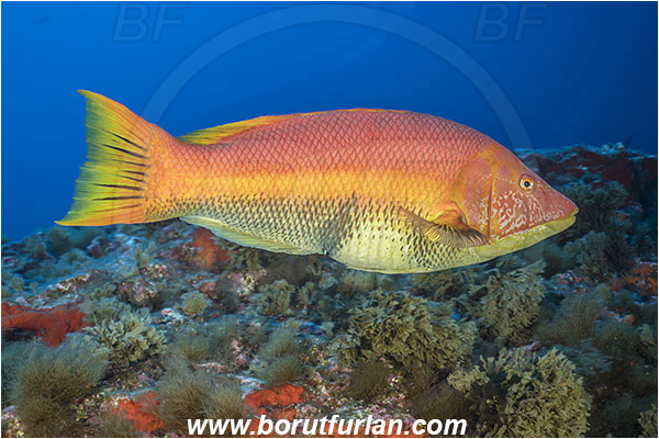 Princess Alice, Azores, Portugal, Atlantic ocean, Bodianus scrofa, Bodianus, Labridae, Barred hogfish, Hogfish, Wrasse, Female, Fish, Reef