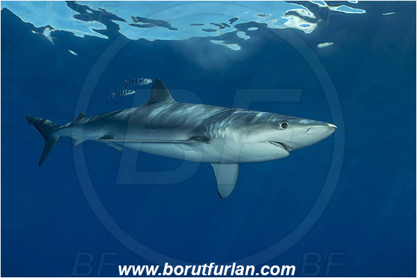 Azores, Portugal, Atlantic ocean, Prionace glauca, Prionace, Carcharhinidae, Elasmobranchii, Blue shark, Shark, Fish