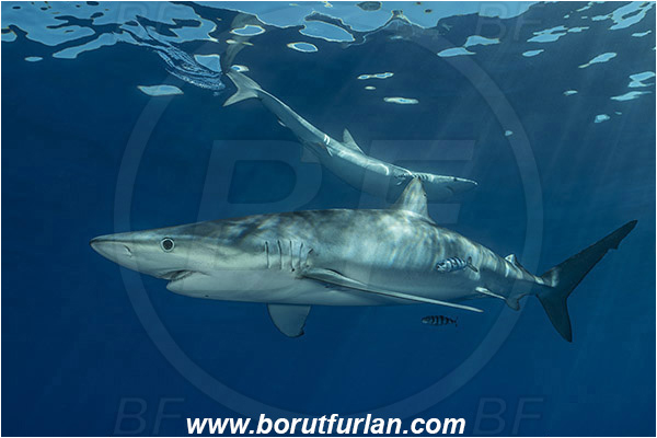 Azores, Portugal, Atlantic ocean, Prionace glauca, Prionace, Carcharhinidae, Elasmobranchii, Blue shark, Shark, Fish