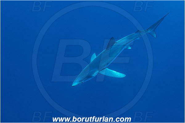Azores, Portugal, Atlantic ocean, Prionace glauca, Prionace, Carcharhinidae, Elasmobranchii, Blue shark, Shark, Fish