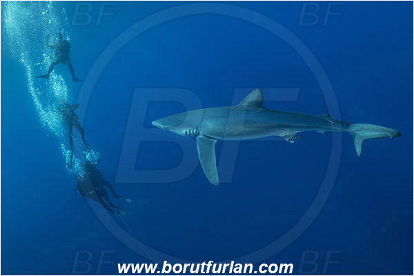 Azores, Portugal, Atlantic ocean, Prionace glauca, Prionace, Carcharhinidae, Elasmobranchii, Blue shark, Shark, Fish, Diver, Divers