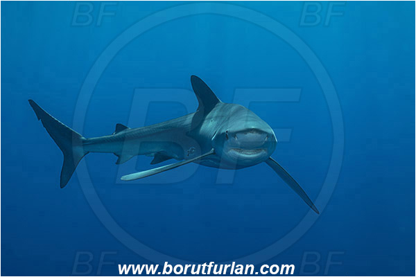 Azores, Portugal, Atlantic ocean, Prionace glauca, Prionace, Carcharhinidae, Elasmobranchii, Blue shark, Shark, Fish