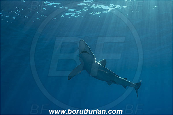 Azores, Portugal, Atlantic ocean, Prionace glauca, Prionace, Carcharhinidae, Elasmobranchii, Blue shark, Shark, Fish