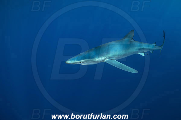 Azores, Portugal, Atlantic ocean, Prionace glauca, Prionace, Carcharhinidae, Elasmobranchii, Blue shark, Shark, Fish