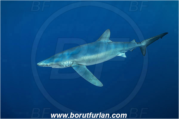 Azores, Portugal, Atlantic ocean, Prionace glauca, Prionace, Carcharhinidae, Elasmobranchii, Blue shark, Shark, Fish