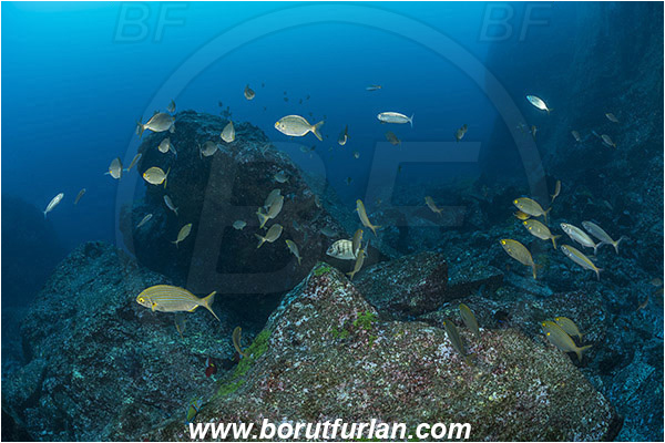 Ilha do Faial, Azores, Portugal, Atlantic ocean, Sarpa salpa, Sarpa, Sparidae, Cow bream, Goldline, Bream, Fish, Fish school, Reef, Rocks