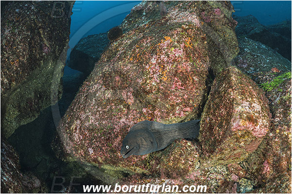 Ilha do Faial, Azores, Portugal, Atlantic ocean, Muraena augusti, Muraena, Muraenidae, Black moray, Moray, Fish, Reef, Rocks