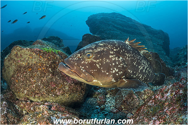 Ilha do Faial, Azores, Portugal, Atlantic ocean, Epinephelus marginatus, Epinephelus, Serranidae, Dusky grouper, Grouper, Fish, Reef