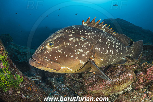 Ilha do Faial, Azores, Portugal, Atlantic ocean, Epinephelus marginatus, Epinephelus, Serranidae, Dusky grouper, Grouper, Fish, Reef
