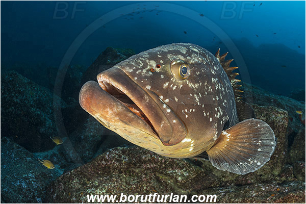 Ilha do Faial, Azores, Portugal, Atlantic ocean, Epinephelus marginatus, Epinephelus, Serranidae, Dusky grouper, Grouper, Fish, Reef, Portrait