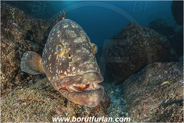 Ilha do Faial, Azores, Portugal, Atlantic ocean, Epinephelus marginatus, Epinephelus, Serranidae, Dusky grouper, Grouper, Fish, Reef, Portrait