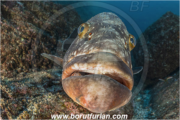 Ilha do Faial, Azores, Portugal, Atlantic ocean, Epinephelus marginatus, Epinephelus, Serranidae, Dusky grouper, Grouper, Fish, Reef, Portrait
