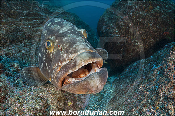 Ilha do Faial, Azores, Portugal, Atlantic ocean, Epinephelus marginatus, Epinephelus, Serranidae, Dusky grouper, Grouper, Fish, Reef, Portrait