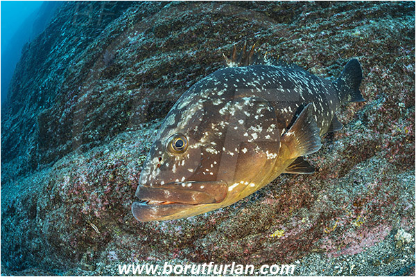 Ilha do Faial, Azores, Portugal, Atlantic ocean, Epinephelus marginatus, Epinephelus, Serranidae, Dusky grouper, Grouper, Fish, Reef