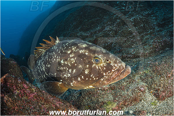 Ilha do Faial, Azores, Portugal, Atlantic ocean, Epinephelus marginatus, Epinephelus, Serranidae, Dusky grouper, Grouper, Fish, Reef