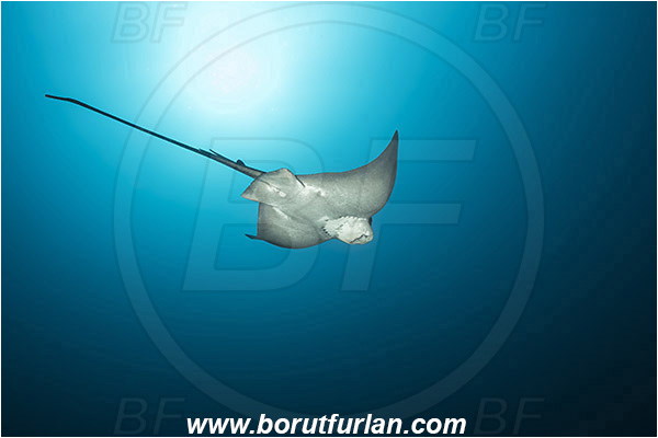 Ilha do Faial, Azores, Portugal, Atlantic ocean, Dasyatis pastinaca, Dasyatis, Dasyatidae, Common Stingray, Stingray, Fish